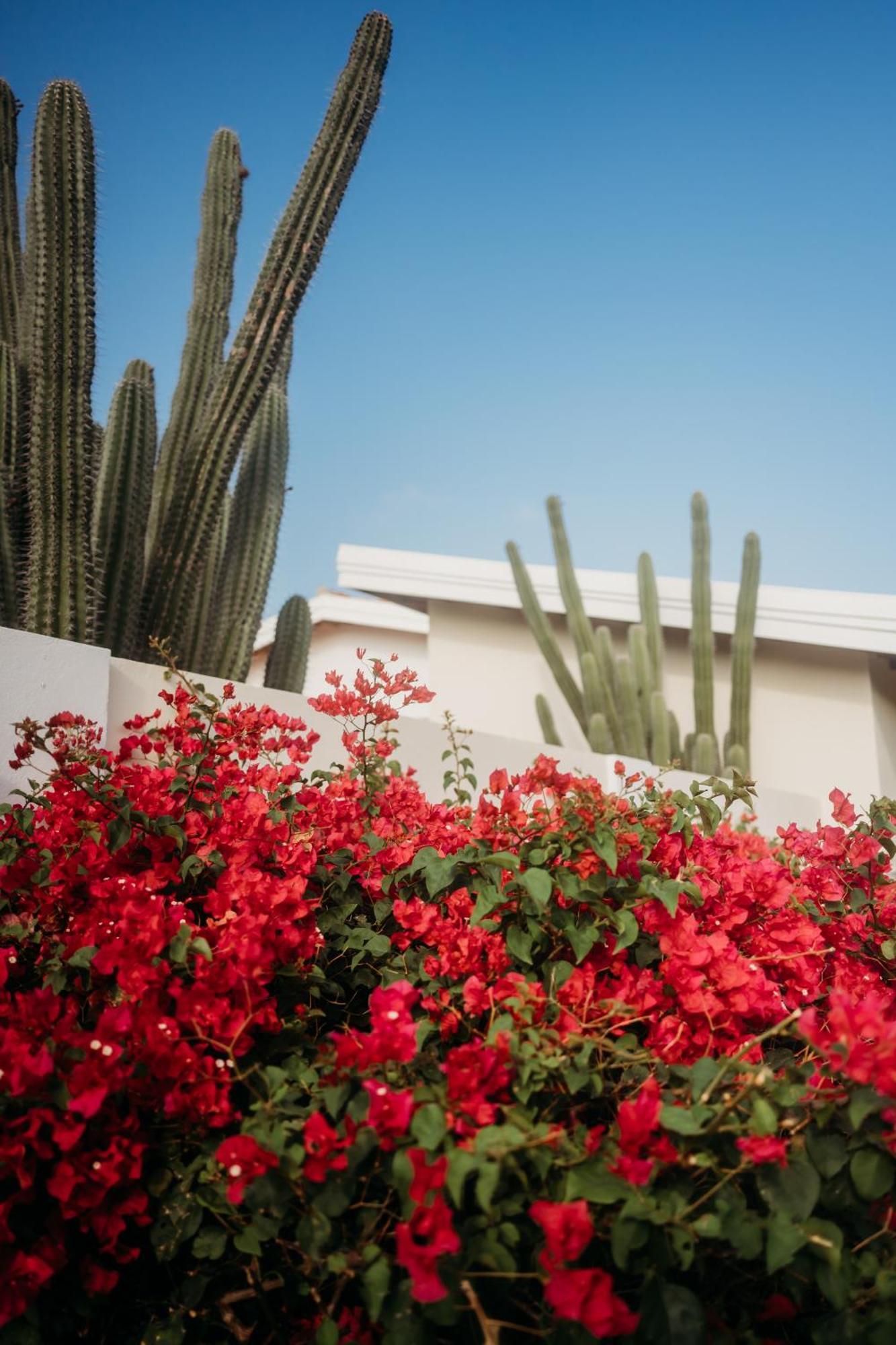 Pura Vida Aruba Appartement Palma Noord Ngoại thất bức ảnh